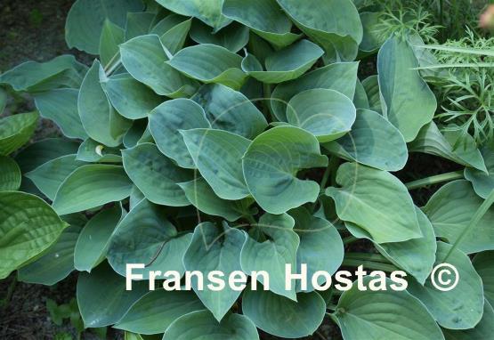Hosta Lakeside Blue Cherub