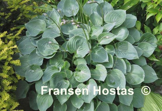 Hosta Lakeside Blue Cherub