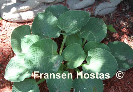 Hosta Lakeside Blue Confusion