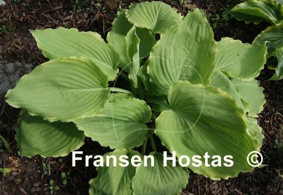 Hosta Lakeside Breaking News