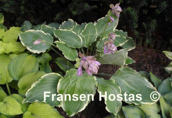 Hosta Lakeside Breaking News