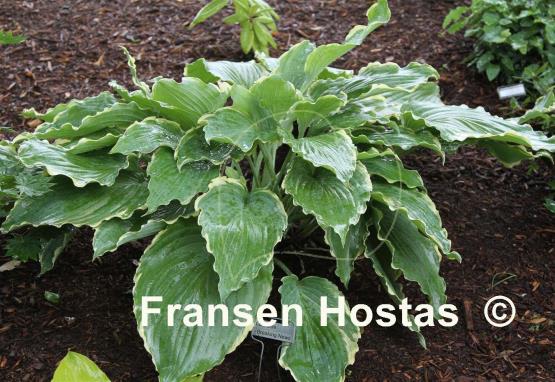 Hosta Lakeside Breaking News