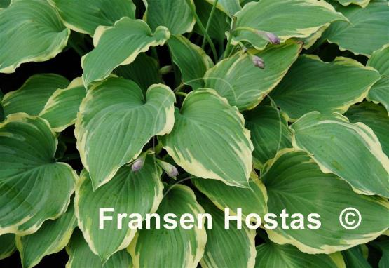 Hosta Lakeside Breaking News
