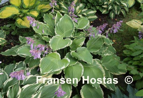 Hosta Lakeside Breaking News