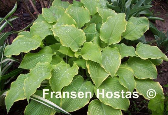 Hosta Lakeside Cha Cha
