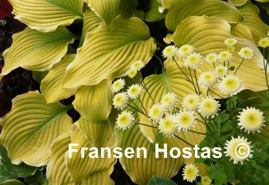 Hosta Lakeside Cha Cha