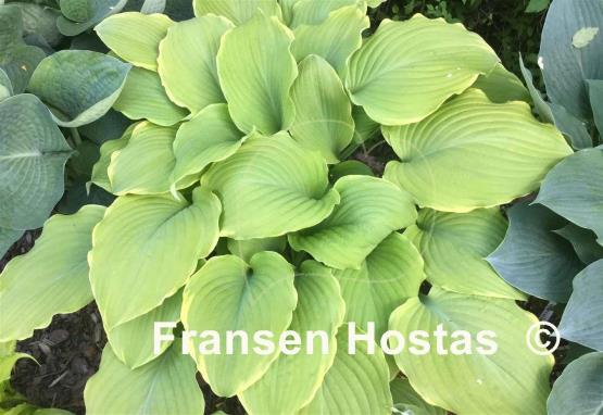 Hosta Lakeside Cha Cha