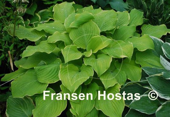 Hosta Lakeside Cha Cha