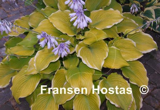 Hosta Lakeside Cha Cha