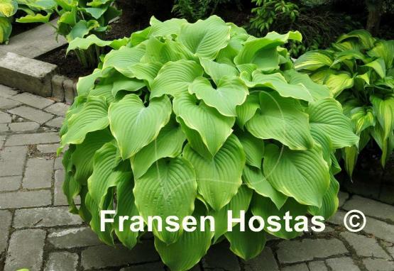 Hosta Lakeside Cha Cha