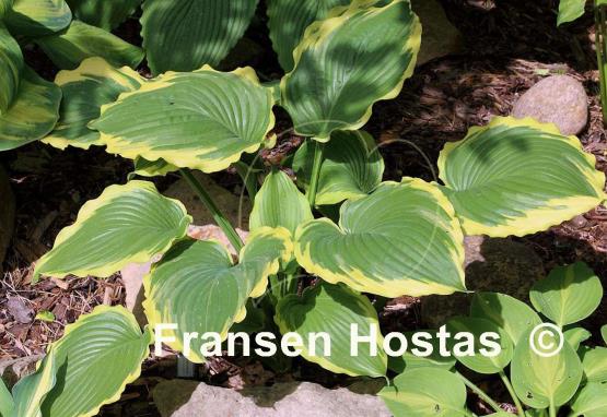 Hosta Lakeside Cindy Cee