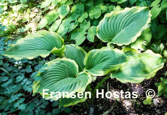 Hosta Lakeside Cindy Cee