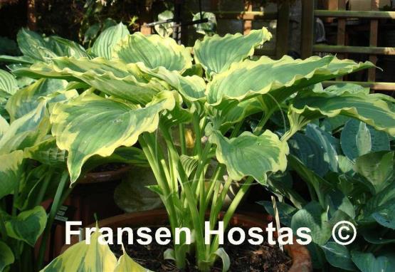 Hosta Lakeside Cindy Cee