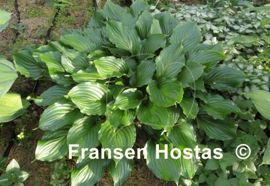 Hosta Lakeside Coal Miner