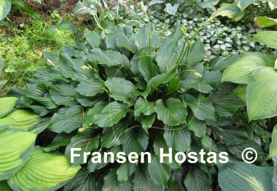 Hosta Lakeside Coal Miner