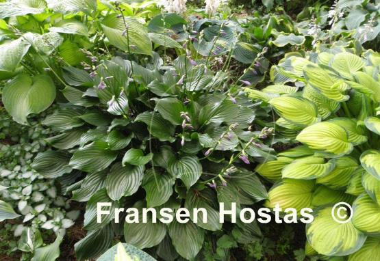Hosta Lakeside Coal Miner
