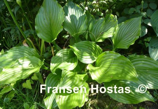 Hosta Lakeside Coal Miner