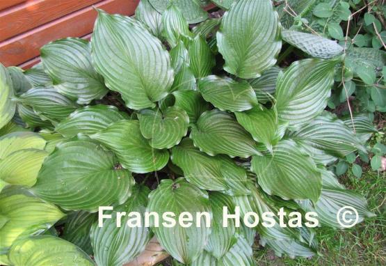Hosta Lakeside Coal Miner