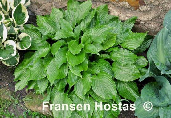 Hosta Lakeside Coal Miner