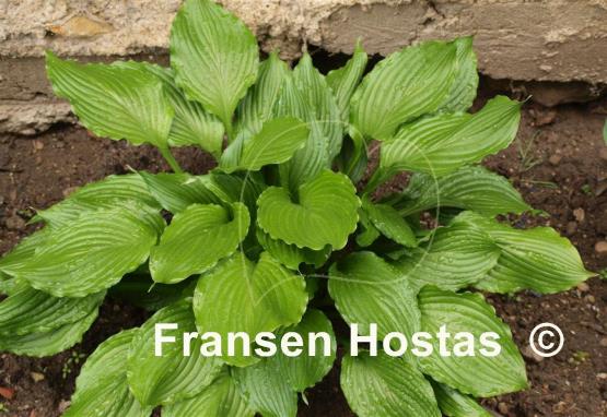 Hosta Lakeside Coal Miner