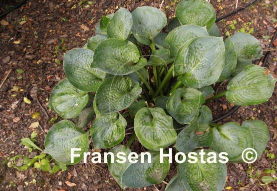 Hosta Lakeside Color Blue