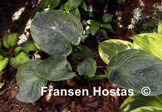 Hosta Lakeside Color Blue