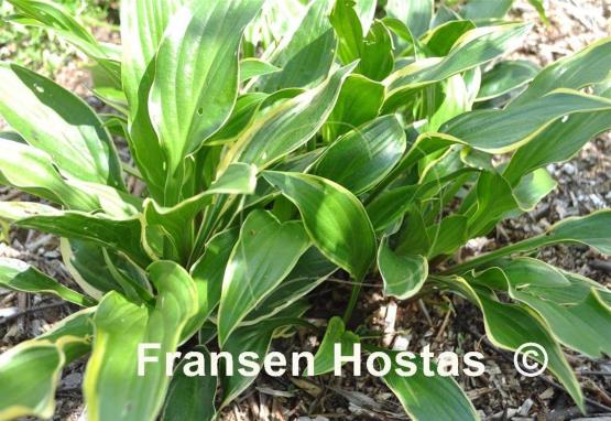 Hosta Lakeside Cranberry Relish