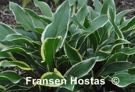 Hosta Lakeside Cranberry Relish
