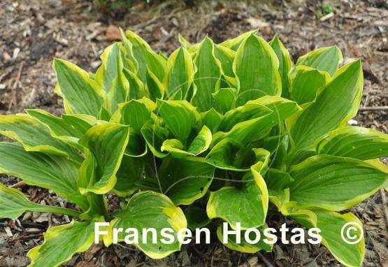 Hosta Lakeside Cranberry Relish