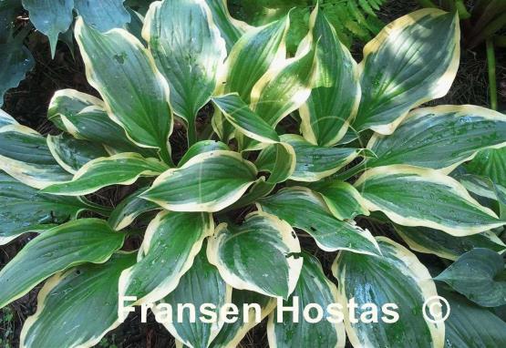 Hosta Lakeside Cranberry Relish