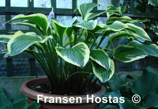 Hosta Lakeside Cranberry Relish
