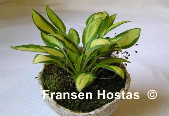 Hosta Lakeside Cricket