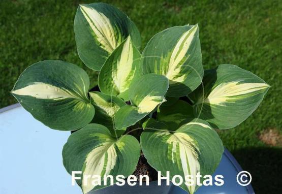 Hosta Lakeside Cupcake