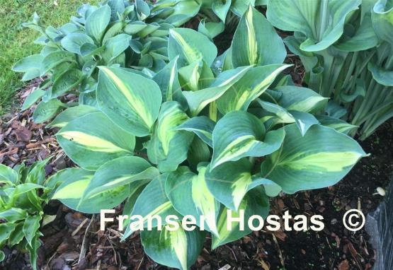 Hosta Lakeside Cupcake