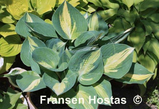 Hosta Lakeside Cupcake