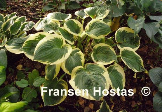 Hosta Lakeside Cupid's Cup