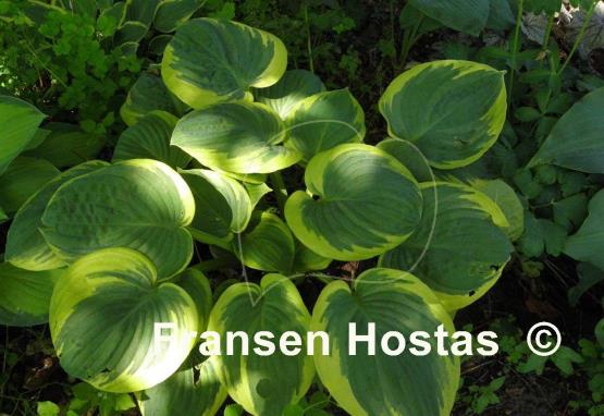 Hosta Lakeside Cupid's Cup