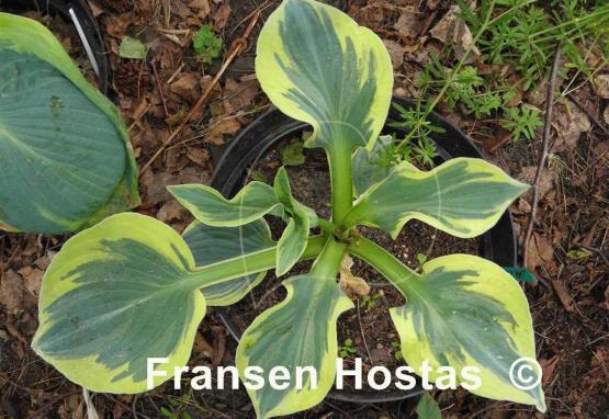 Hosta Lakeside Cupid's Cup