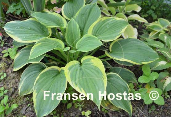 Hosta Lakeside Cupid's Cup