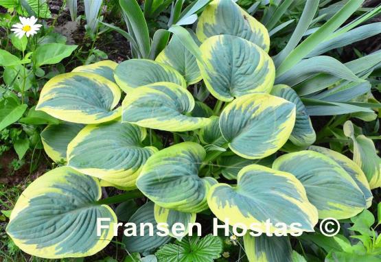 Hosta Lakeside Cupid's Cup