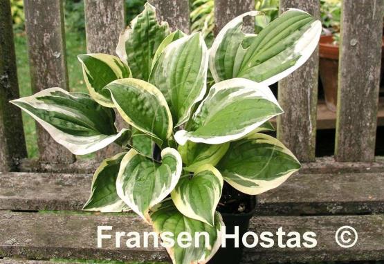 Hosta Lakeside Dimpled Darling