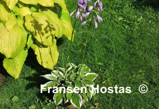 Hosta Lakeside Dimpled Darling