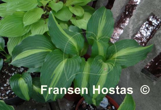 Hosta Lakeside Dividing Line