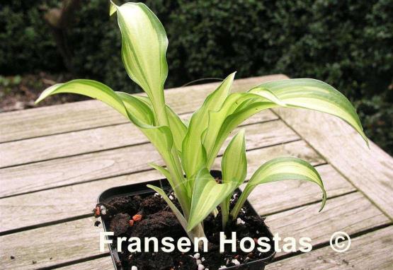 Hosta Lakeside Doodad