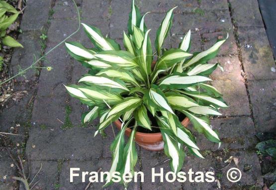 Hosta Lakeside Doodad