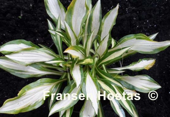 Hosta Lakeside Doodad