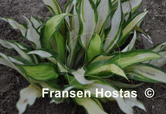 Hosta Lakeside Doodad
