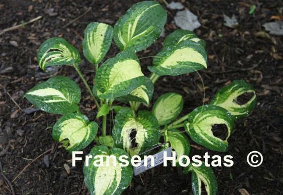 Hosta Lakeside Dot Com
