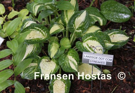 Hosta Lakeside Dot Com streaked