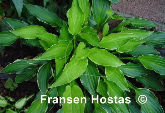 Hosta Lakeside Down Sized